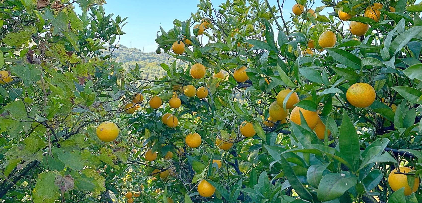 Agrumi del Gargano, per un Natale che celebra le tradizioni e i sapori della memoria